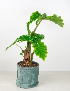 Elegancia Natural: Cubremacetas de Tela Efecto Terciopelo 2