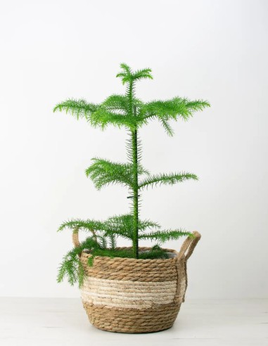 Estilo Natural: Cesto de Cuerda para tus Plantas Favoritas