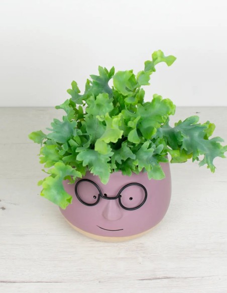 Gafitas Verdes: El Toque Único que tus Plantas Necesitan