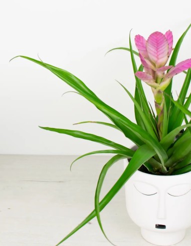 Belleza Minimalista: Zara ZenPot, la Paz en cada Hoja