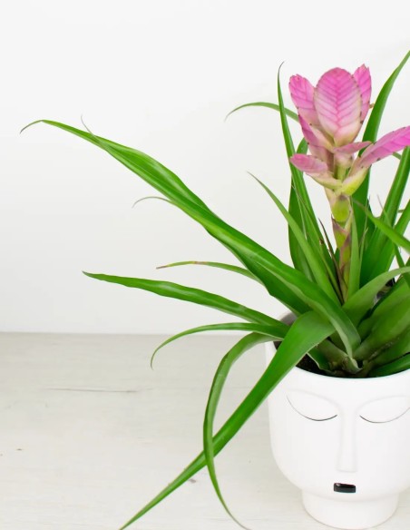 Belleza Minimalista: Zara ZenPot, la Paz en cada Hoja