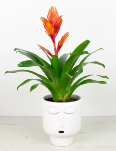 Zen en Blanco: Zara ZenPot y la Serenidad en tu Hogar 2