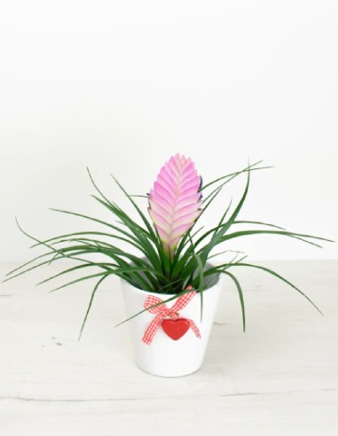 Regalo de Amor: Cubremacetas de Cerámica con Corazón Colgante