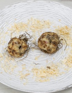 Lilium asiatic rosa 2