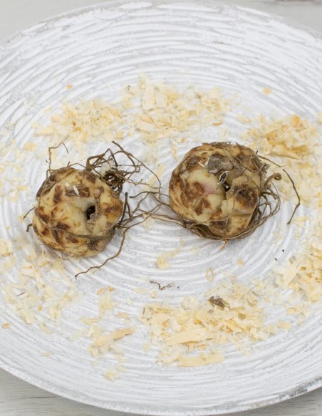 Bulbos de Lilium asiatic