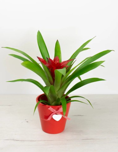 Celebrando el Amor: San Valentín en Cada Hoja con Este Cubremacetas