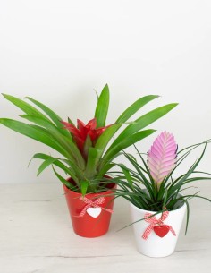 Amor Botánico: Cubremacetas de Cerámica para San Valentín 2