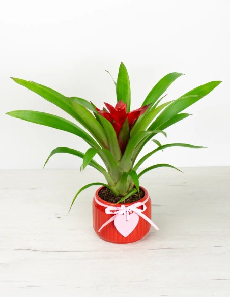 Toque Rústico: Cubremacetas Único con Detalles de Madera