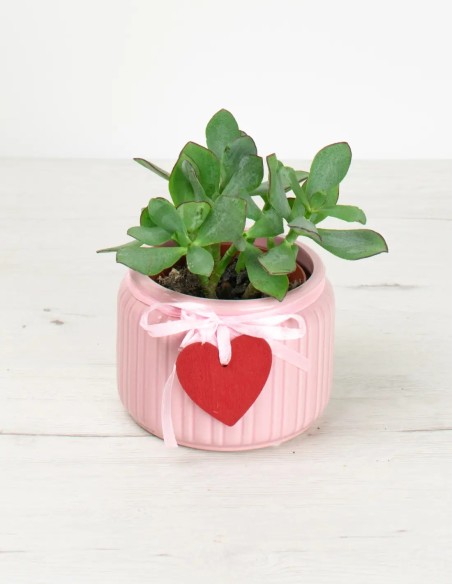 Estilo Natural: Cubremacetas Cerámico para Plantas Trendy