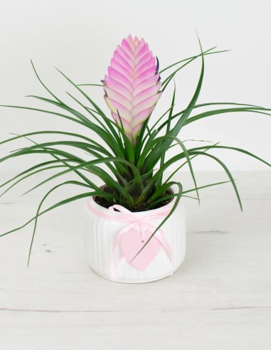 Cubremacetas para enamorados