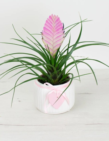 Cubremacetas para enamorados