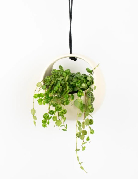 Bolso de Estilo: Cubremacetas Blanco para tus Plantas Colgantes