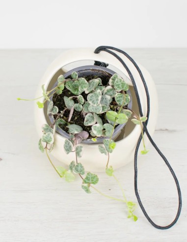 Plantas a la Moda: Cubremacetas de Cerámica para Colgar