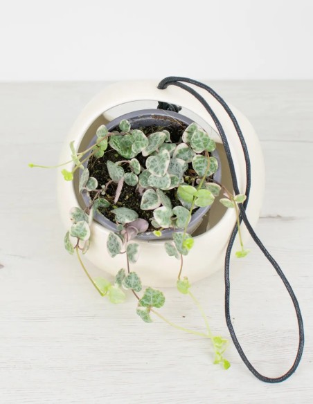 Plantas a la Moda: Cubremacetas de Cerámica para Colgar