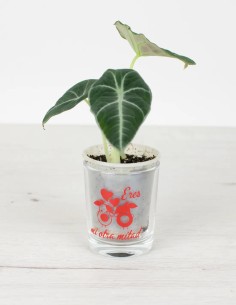 Amor en Crecimiento: Un Vasito de Romance para tus Plantas 2