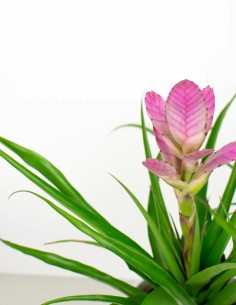 Tillandsia Antonio: Elegancia en el aire. 2