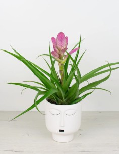 Tillandsia Antonio: Elegancia en el aire.