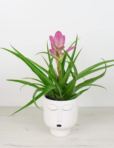 Tillandsia Antonio: Elegancia en el aire.