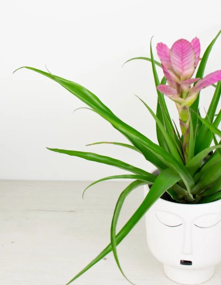 Aire fresco y estilo con Tillandsia Antonio