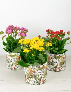 Explosión Floral: Calandiva en Todo su Esplendor