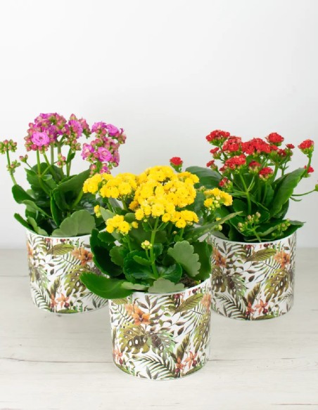 Explosión Floral: Calandiva en Todo su Esplendor