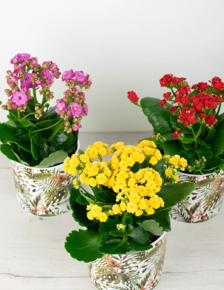 Encanto en Miniatura: Capturando la Delicadeza de la Calandiva (Kalanchoe) comprar online