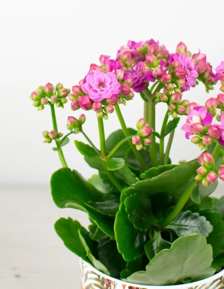 Rosa Vibrante: Detalles Cercanos de la Calandiva (Kalanchoe)