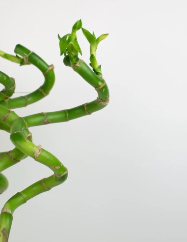 Bambú de África: Tu Nuevo Amuleto de Buena Fortuna