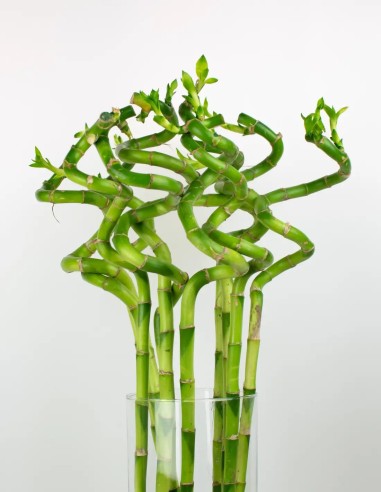 Serenidad en Verde: El Encanto Africano de la Dracaena Sanderiana en tu Hogar.