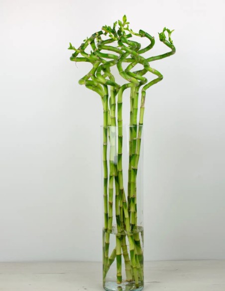 Dracaena Sanderiana: Elegancia Africana en tu Espacio.