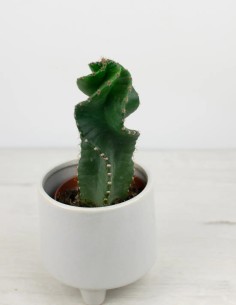 Cactus Cereus Forbesii Spiralis: Un Giro de Elegancia en tu Espacio