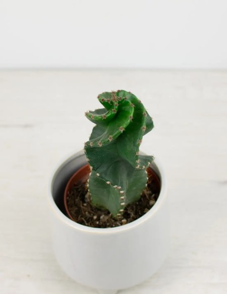 Decora con Estilo: Cactus en Espiral para un Toque Moderno