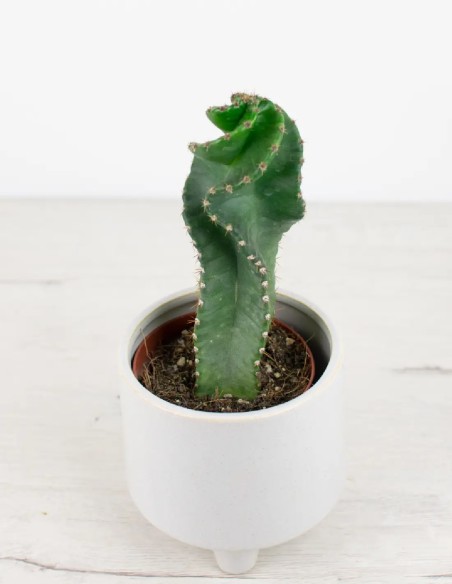 Cactus Spiralis: La Tendencia Verde que Debes Tener