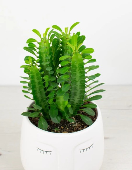 Descubre la Belleza Exótica del Cactus Africano