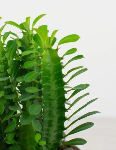 Euphorbia Trigona: La Elegancia Verde en tu Espacio 2
