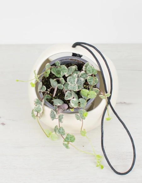 ceropegia-woodii-variegata-hojas-corazon