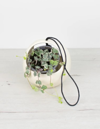 ceropegia-woodii-variegata-planta-interior