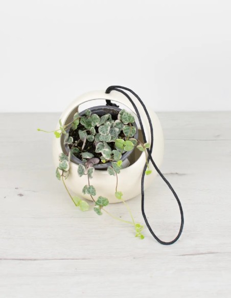 ceropegia-woodii-variegata-planta-interior