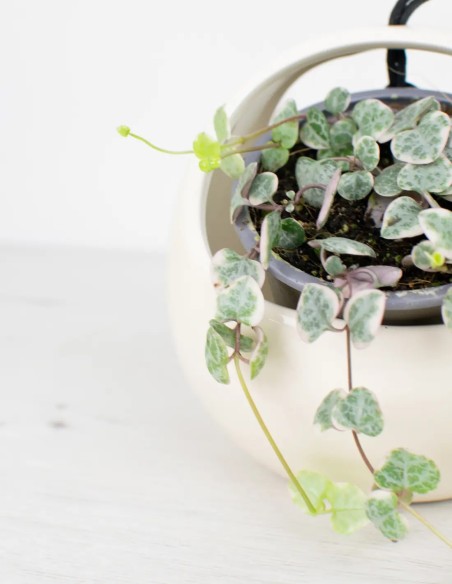 cadena-de-corazones-variegada-planta-colgante
