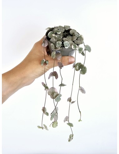 CEROPEGIA WOODII VARIEGATA - HOJAS CORAZÓN