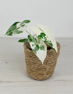 alocasia frydek variegada planta exclusiva