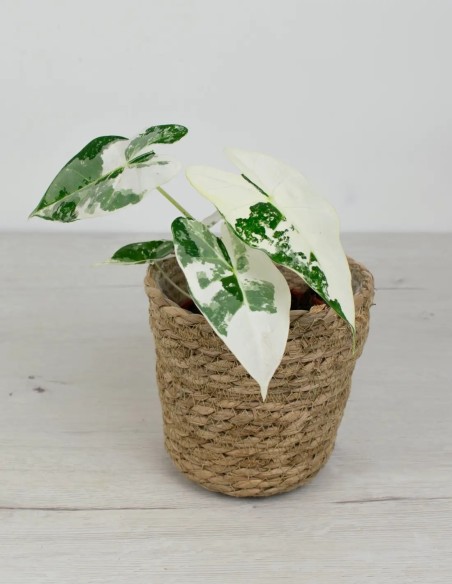 alocasia frydek variegada planta exclusiva