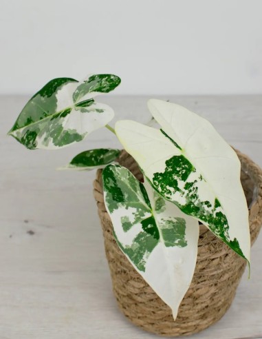 alocasia micholitziana frydek variegata coleccionistas venta