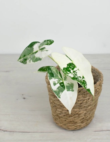 alocasia-micholitziana-frydek-variegata-planta-interior