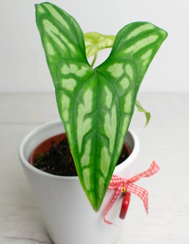 cercestis-mirabilis-follaje-marmoleado