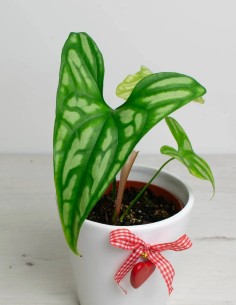 cercestis-mirabilis-hojas-únicas venta online