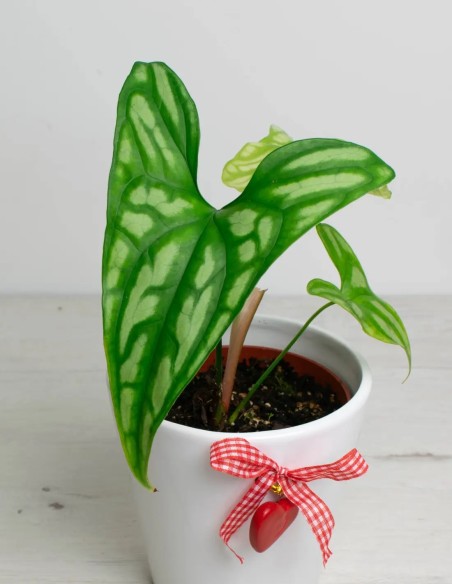 cercestis-mirabilis-hojas-únicas venta online