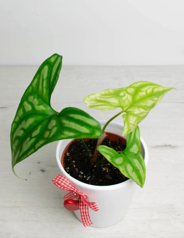 comprar cercestis-mirabilis-planta-exclusiva de coleccion