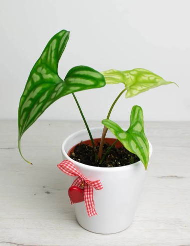 precio cercestis-mirabilis-planta-interior