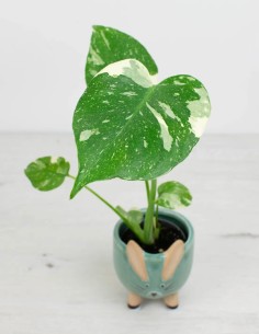 precio monstera-thai-constellation-hojas-variegadas